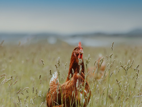A chook exploring the farm
