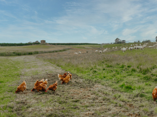 Hens on green pasture