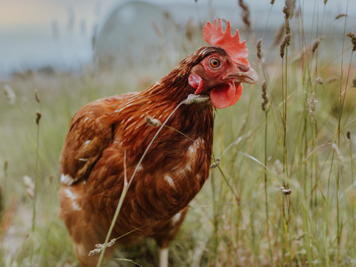 Chooks enjoying a sunny day outside