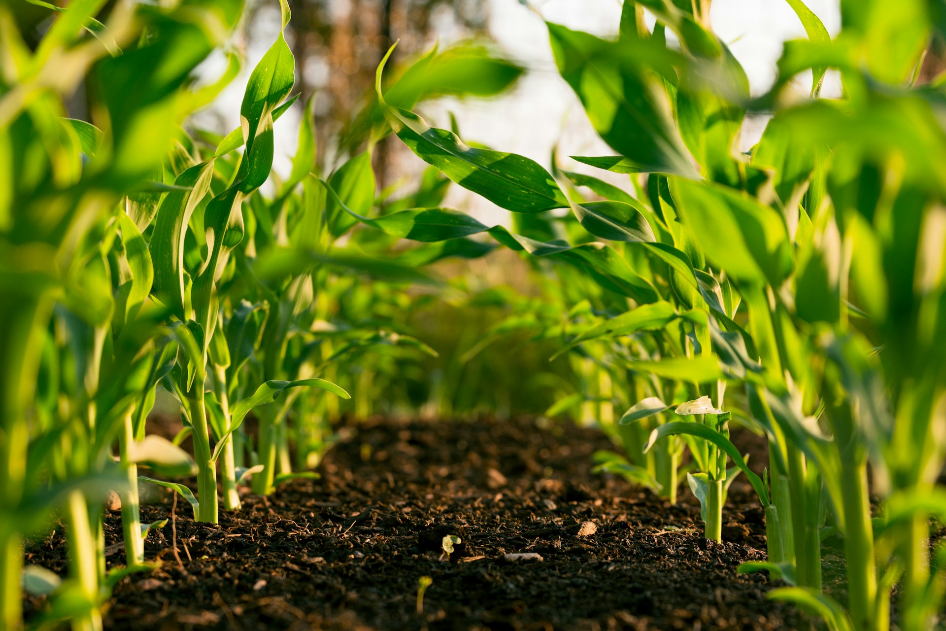 Golden grain crop in the field