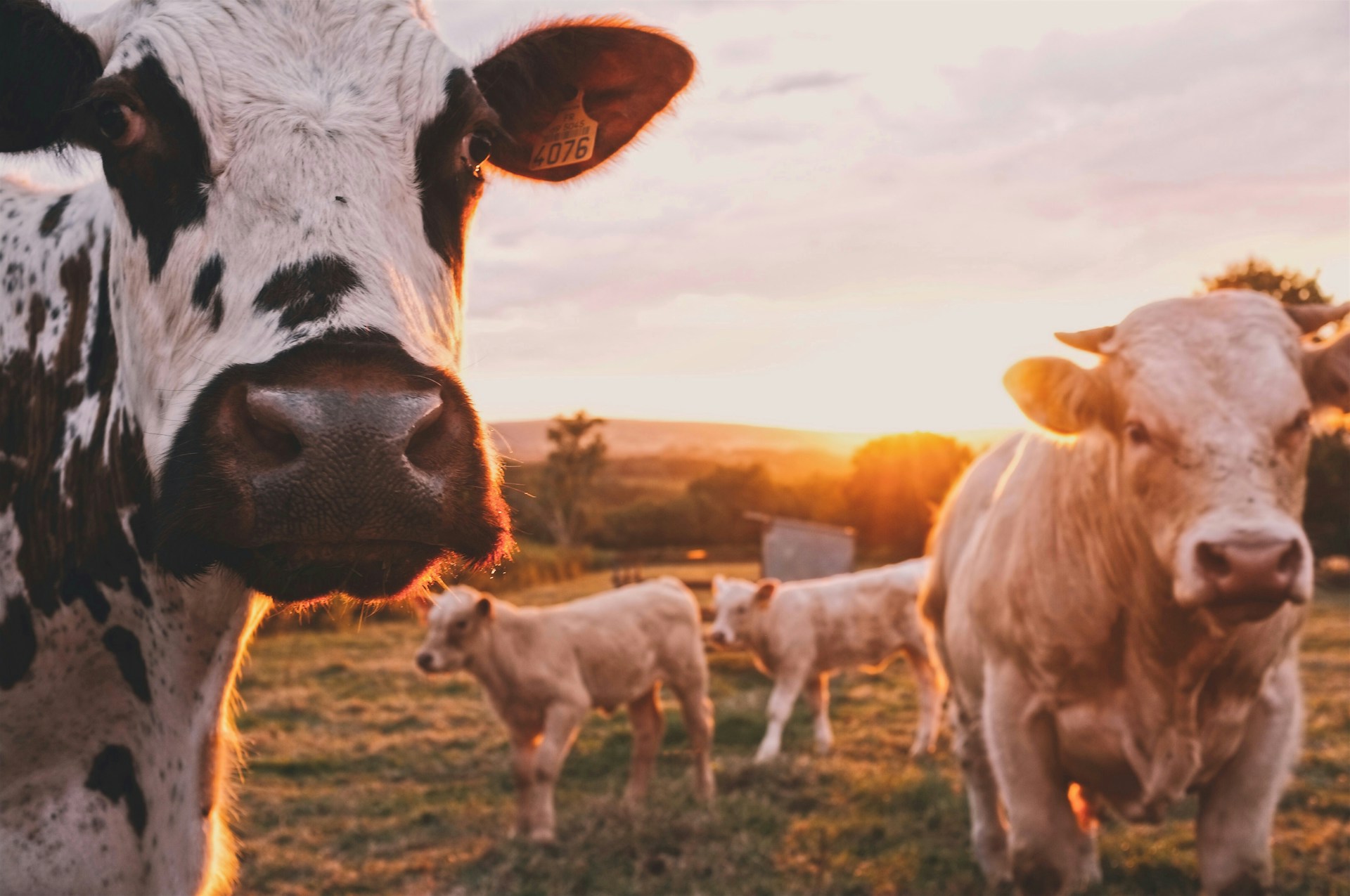 Cattle and open farmland in New Zealand